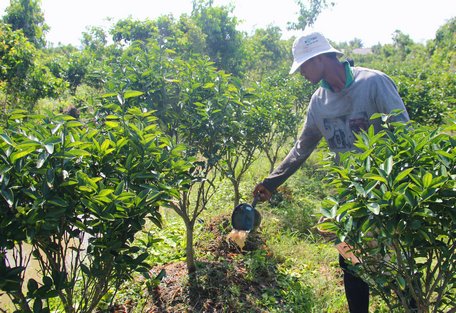 Hiện nông dân ở huyện Mang Thít tích cực cải tạo vườn tạp chuyển sang trồng các loại cây có giá trị kinh tế cao.Ảnh minh họa