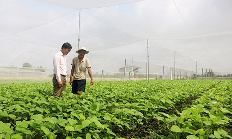  Trồng rau trong nhà lưới có nhiều ưu điểm so với trồng rau truyền thống