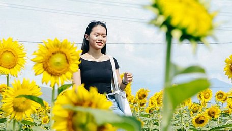 Nhiều bạn nữ tự tin chụp ảnh bên cạnh những bông hoa nở vàng ươm
