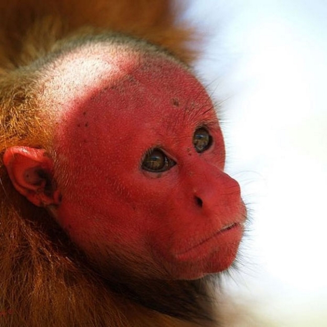 Khỉ uaraki nổi tiếng với khuôn mặt đỏ gay, một nét đặc trưng không đụng hàng bất kì loài nào khác