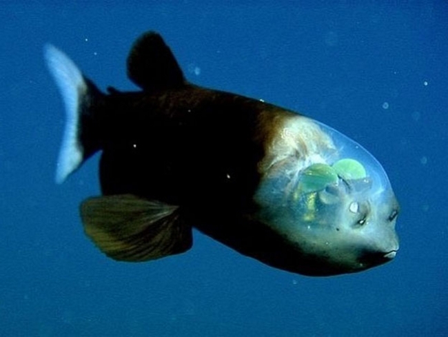 Cá mắt thùng – loài cá có đôi mắt hình ống kì dị và cái đầu trong suốt