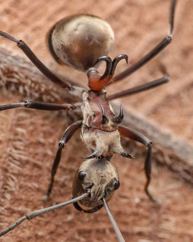 Những chiếc móc câu tí hon trên lưng loài kiến này sẽ khá nguy hiểm cho bạn nếu đụng độ phải chúng trong rừng