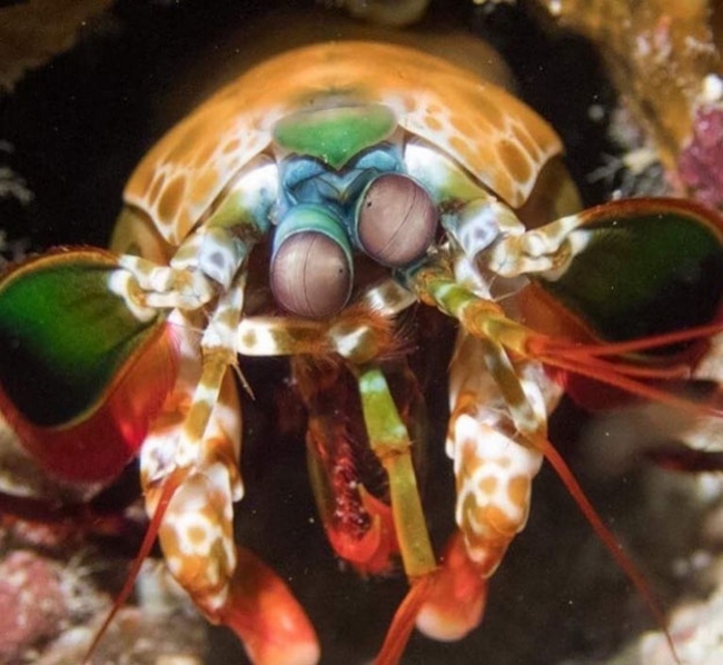 Tôm Mantis – loài tôm sống dưới biển sâu với màu sắc ảo diệu không ngờ, là một trong những loài sinh vật sặc sỡ bậc nhất của đại dương