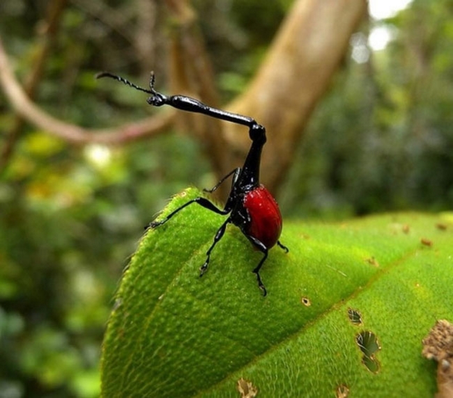 Loài “hươu cao cổ” của giới côn trùng: mọt cổ cao