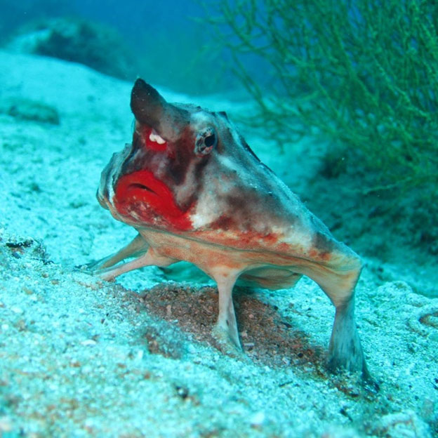 Nếu các loài cá cũng yêu son phấn, hẳn loài cá dơi với đôi môi đỏ mọng này sẽ trở thành ngôi sao./.