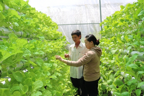 Mô hình trồng rau thủy canh hữu cơ của chú Nguyễn Văn Sơn (ấp Mỹ Phú 4)- hướng đi mới cho nông nghiệp sạch của xã.
