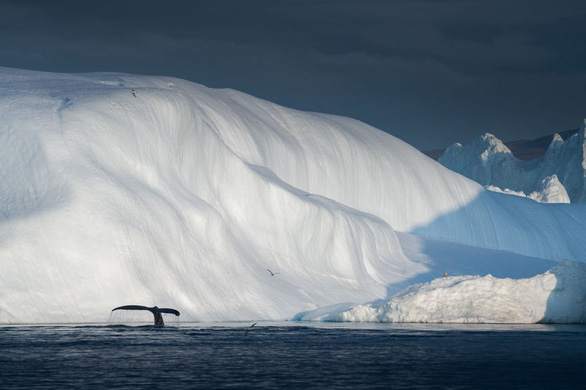 Một con cá voi lưng gù lặn xuống nước, phía sau nó là bức tường băng khổng lồ - Ảnh: Albert