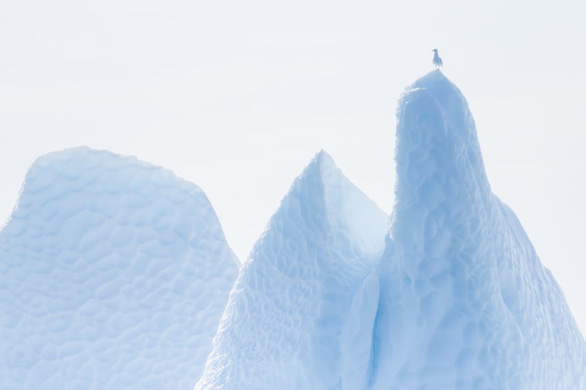 Một con mòng biển đậu trên đỉnh một tảng băng trôi - Ảnh: Albert