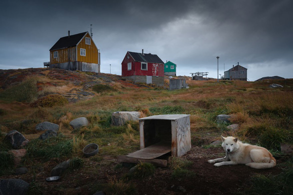 Khu định cư Rodebay, cách thị trấn Ilulissat khoảng 2 giờ đi thuyền. Khu định cư nhỏ này có dân số chưa tới 50 người. Con chó trong ảnh là một trong số nhiều con chó kéo xe của làng. Mùa đông chúng sẽ kéo xe, mùa hè chúng 