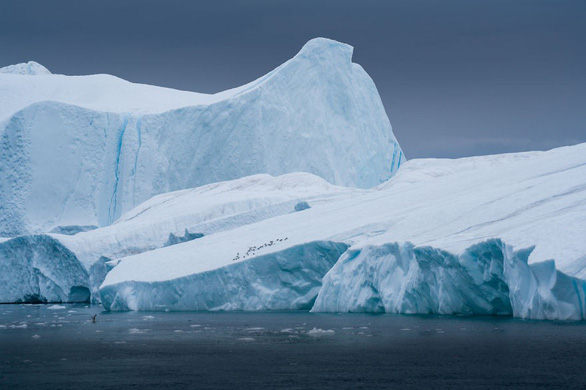 Bầy hải âu đậu trên băng trôi trong một ngày mưa - Ảnh: Albert