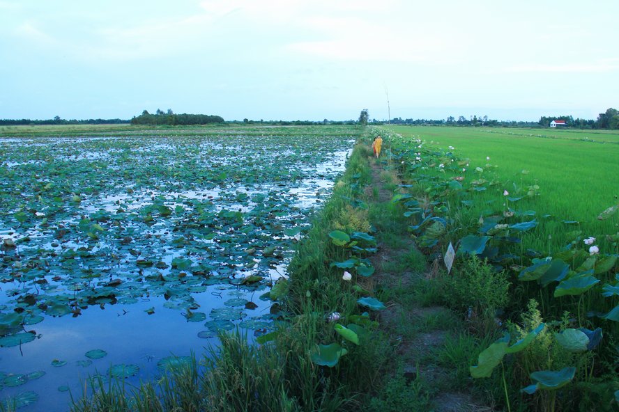 Trong khi ở cánh đồng khác lúa đang xanh rì, đồng sen đã trồng nhưng nước chỉ xăm xắp khiến sen chậm phát triển.
