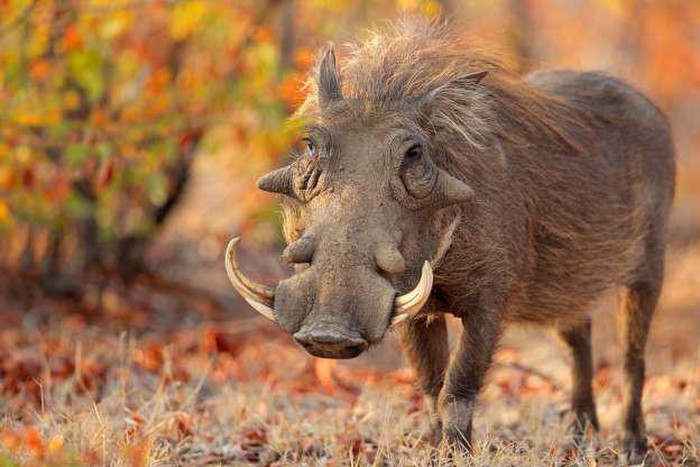 Hình ảnh một chú lợn rừng châu Phi với vẻ ngoài không mấy 