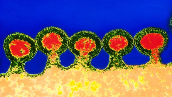  HIV thâm nhập vào tế bào kháng thể qua một loại protein là CCR5, có vai trò như một cánh cửa để virus đi qua. Đột biến CCR5 giúp chống lại HIV - Ảnh: NIBSC/SCIENCE