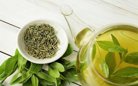 Trà xanh được coi là một loại đồ uống tốt cho sức khỏe, được đưa vào quá trình điều trị y khoa thường xuyên. Trong lá trà xanh có nhiều chất chống oxy hóa, giúp cơ thể được bảo vệ chống lại các gốc tự do có thể gây ra bệnh lão hóa và thoái hóa.