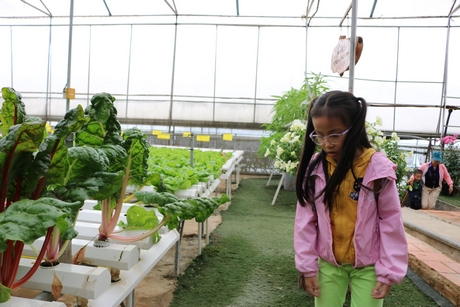 Những trẻ em trong một gia đình đến tìm hiểu và khám phá các nguồn rau cải, củ quả sạch tại Green Box, Tp. Đà Lạt, Ảnh: Khang Nguyễn | Vietkings.