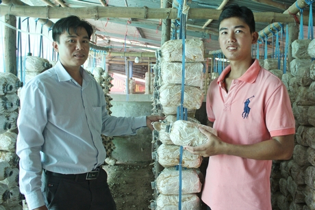 Mô hình trồng nấm bào ngư đang mang lại thu nhập khá cho anh Hùng (phải).