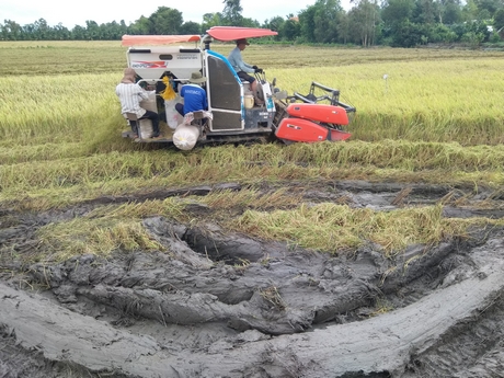 Nông dân xã Nhơn Hòa Lập thu hoạch lúa vụ 3 trong mưa khiến lúa ướt, nền ruộng lầy lội.
