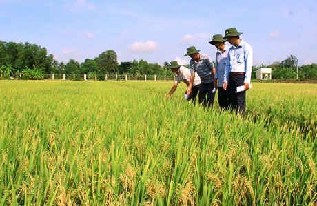  Nông dân thăm đồng bình chọn, đánh giá giống lúa vụ Thu Đông 2019 tại Trại lúa Giống (xã Long An- Long Hồ).