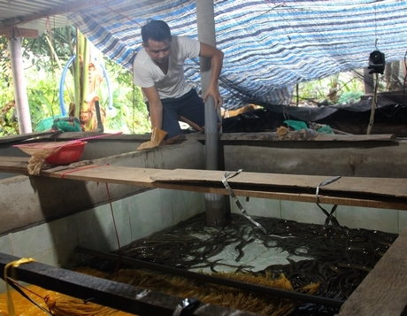 Nguyễn Hoàng Lâm chăm sóc hồ lươn thương phẩm của mình.