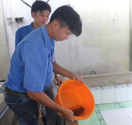 Thanh niên Lê Thanh Vũ nuôi thử nghiệm lươn giống bằng nước giếng.