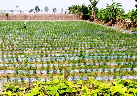 Nông dân chuyển đổi cây màu trên đất lúa ở xã Phú Đức, huyện An Phú- An Giang.