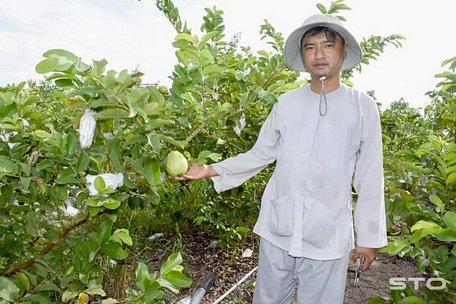 Anh Huỳnh Việt Trung bên những gốc ổi(Nguồn: baosoctrang.org.vn)