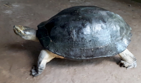 Rùa nặng 8kg nhưng di chuyển rất nhanh.