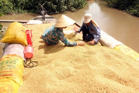 Tỷ lệ hao hụt cũng như chi phí phơi sấy tăng cao, chất lượng lúa bị giảm.