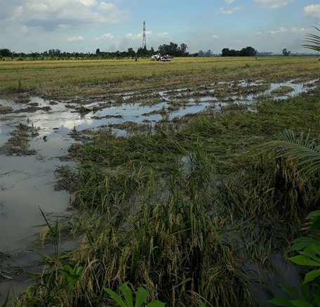 Thời tiết bất lợi- mưa, triều cường nên thu hoạch lúa gặp nhiều khó khăn.