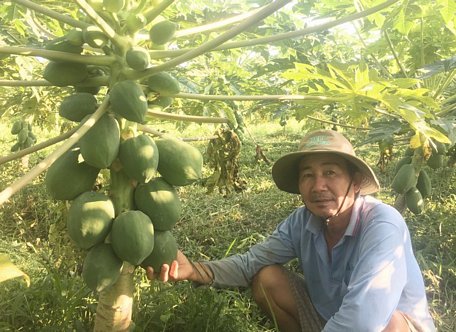  Ông Lê Văn Nhâm bên vườn đu đủ đang cho trái của mình.