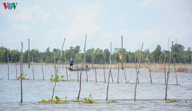 Theo kế hoạch, năm nay tỉnh An Giang dự tính xả lũ cho hơn 20.000 ha đất ruộng, tuy nhiên do mực nước thấp nên nhiều diện tích không đạt./.