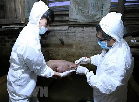 Tiêm phòng vắcxin tụ huyết trùng cho đàn lợn. (Ảnh minh họa. Phạm Kiên/TTXVN)