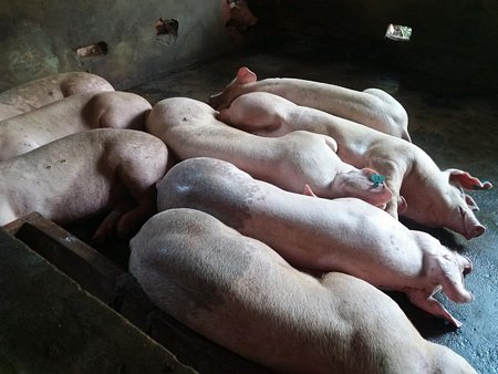 Giá lợn tại Tiền Giang đang tăng mạnh.