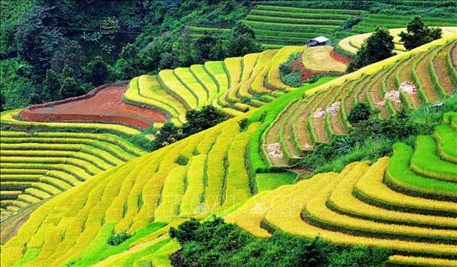 Lúa chín vàng trên những thửa ruộng bậc thang tại xã Xím Vàng, huyện Bắc Yên (Sơn La).