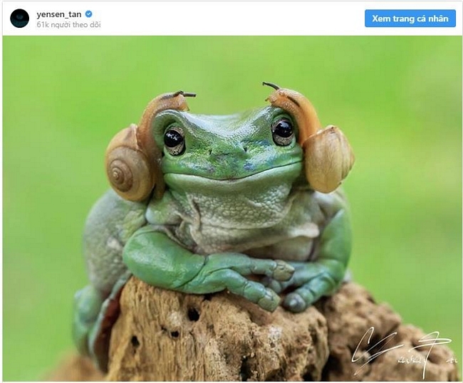  Khoảnh khắc trùng hợp đến đáng yêu khi hai chú ốc sên bám vào hai bên đầu chú ếch, khiến chú trông như đang đeo một chiếc tai nghe thời thượng. Ảnh: yensen_tan.