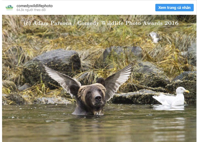  Thì ra trên đời thật sự tồn tại gấu có cánh... Ảnh: comedywildlifephoto.