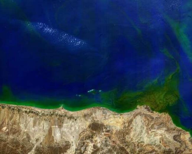 Vịnh Oman. Tảo sinh sôi dọc bờ biển Oman gần Muscat.