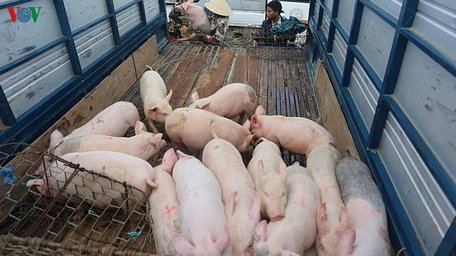 Sàn giao dịch thịt lợn sẽ giúp nông dân tránh bị thương lái ép giá.