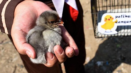Trẻ em ở Bandung sẽ được tặng 2.000 gà con bốn ngày tuổi để nuôi. Ảnh: thetimes.co.uk