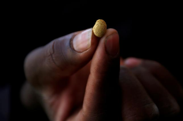 Một thợ mỏ cầm mẩu vàng tại mỏ vàng không phép ở Gaoua, Burkina Faso. Ảnh: Reuters