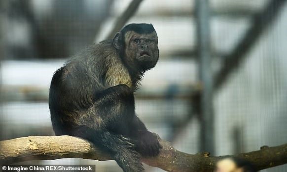 Chú khỉ có gương mặt đặc biệt trở thu hút đông đảo khách tham quan đến sở thú Thiên Tân (Trung Quốc). Ảnh: Imagine China