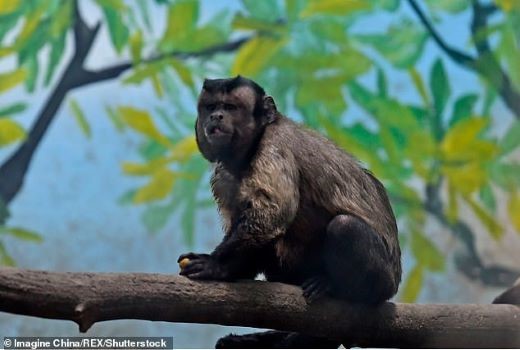 Chú khỉ có gương mặt giống hệt một người đàn ông đau khổ. Ảnh: Imagine China