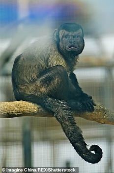Chú khỉ có gương mặt giống hệt người vẫn độc thân suốt 19 năm. Ảnh: Imagine China