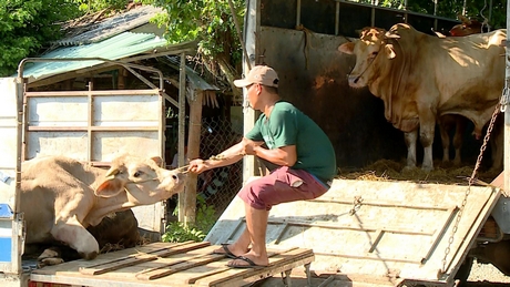 Hoạt động mua bán bò vẫn khá nhộn nhịp ở xã Vĩnh Xuân (Trà Ôn).