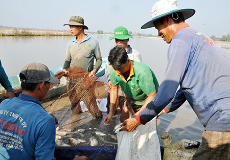 Thu hoạch cá ruộng tại xã Vị Thắng, huyện Vị Thủy.