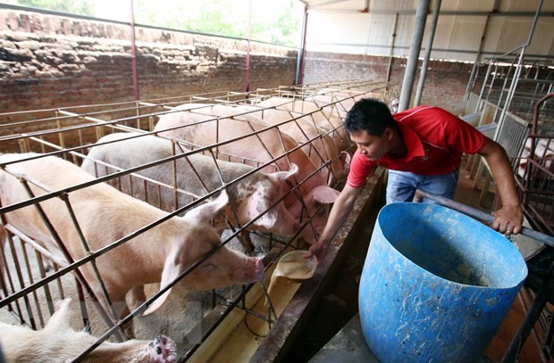 Chăm sóc đàn lợn tại huyện Văn Lâm, Hưng Yên phục vụ Tết nguyên đán sắp tới. (Ảnh: Phạm Kiên/TTXVN)