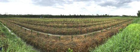 Một vườn cam sành trên đất lúa mới trồng ở xã Hiếu Thành. Người nông dân tính, trồng cam sành lợi nhuận gấp 8-10 lần trồng lúa.