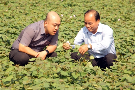 Xây dựng và phát triển mô hình sản xuất cây khoai lang theo hướng nâng cao chuỗi giá trị. Trong ảnh: Ông Nguyễn Văn Liêm- Phó Giám đốc Sở Nông nghiệp- PTNT (bên phải) giới thiệu đối tác vùng nguyên liệu khoai lang Bình Tân.
