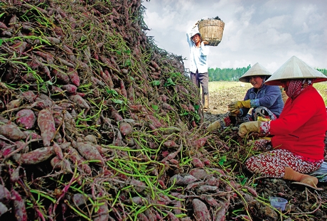 Khoai lang Bình Tân là một trong những sản phẩm chủ lực của tỉnh, được nông dân chú trọng nâng chất lượng. Ảnh: LÊ HIẾU