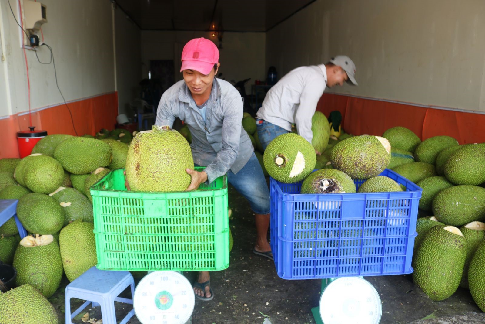 Thu mua mít tại một vựa trái cây ở huyện Phong Điền, TP Cần Thơ.